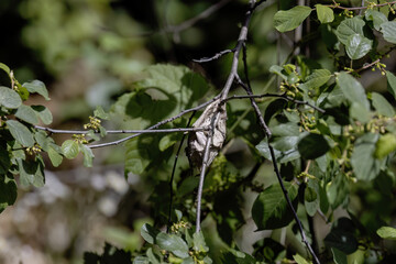 The cocoon of Hyalophora cecropia, the cecropia moth, is North America's largest native moth.