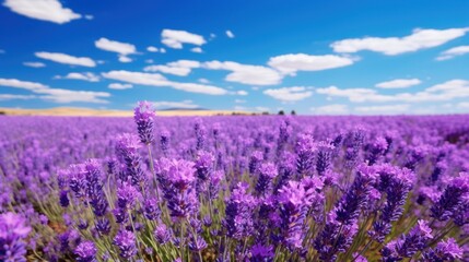 Fototapeta premium field of lavender in full bloom under a clear blue sky 