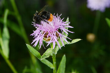 Hummeln, Steinhummel, Bombus lapidarius