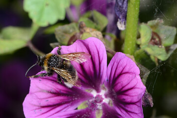 Wald-Kuckuckshummel,  Bombus sylvestris