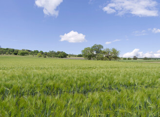 Magnificent spring landscape of Black Forest in Germany with fields covered with beautiful green carpet of common barley (Hordeum vulgare)
