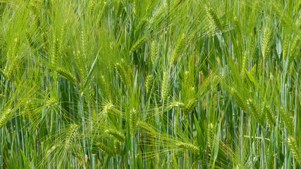 (Hordeum vulgare) Common barley field or spring barley with its ears of long beards on erect,...