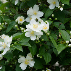 Clusters of abundant cup-shaped flowers of Sweet mock orange (Philadelphus coronarius) with creamy white petals, protruding yellow stamens above matte green foliage