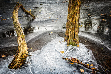 Battle of Ice and Trees