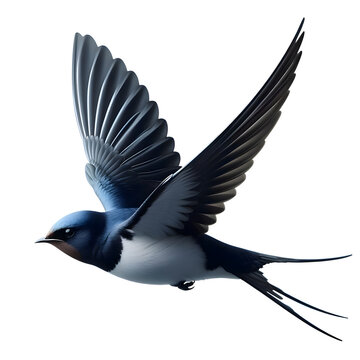 recommend clip art: Swallow png swallow bird png bird png flying bird png color bird image png bird image png  swallow transparent background transparent. 