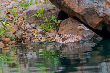 Mallard Hen Leading Her Brood into the Water