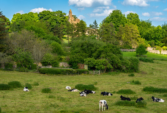 Sherborne Old Castle, remains of a medieval castle seen from the pasture with cows