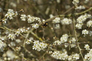 Hummeln, Wiesenhummel, Bombus pratorum