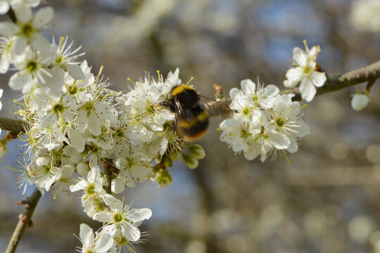 Hummeln, Wiesenhummel, Bombus pratorum
