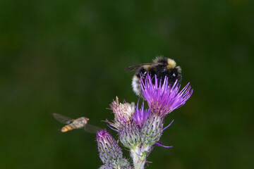 Wald-Kuckuckshummel,  Bombus sylvestris