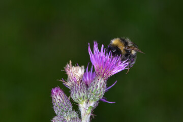 Wald-Kuckuckshummel,  Bombus sylvestris