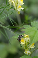 Hummeln, Waldhummel, Bombus sylvarum