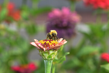 Obsthummel, Bombus pomorum