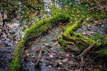 Moss Covered Logs