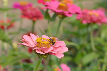 Obsthummel, Bombus pomorum
