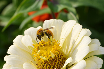 Obsthummel, Bombus pomorum