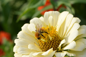 Obsthummel, Bombus pomorum