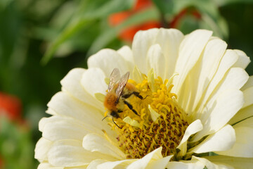 Obsthummel, Bombus pomorum
