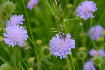 Obraz premium Hummeln, Waldhummel, Bombus sylvarum