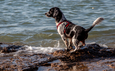 junger Mischlingshund spielt im Wasser am Meer, Andalusien, Spanien