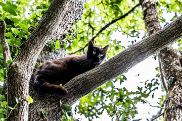 cat on the tree