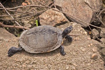 Sunbathing Turtle