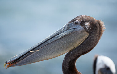 A pelican's head features a long, straight beak with an expandable throat pouch that can hold several liters of water and fish