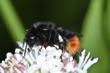SHummeln, Steinhummel, Bombus lapidarius