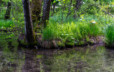 Obraz premium Landschaft am Thumsee, Bad Reichenhall, Bayern, Deutschland