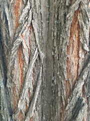 bark of a tree