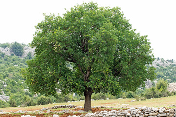 An aged alone tree of the pedunculate oak (Quercus robur) in May