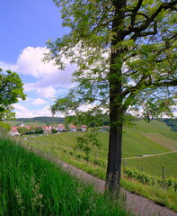 Weinberge Uhlbach bei Stuttgart