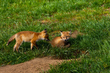 Baby Red Foxes