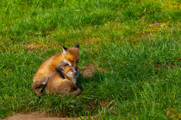 Baby Red Foxes