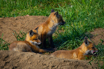 Baby Red Foxes