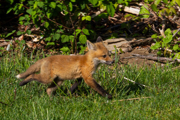 Baby Red Foxes