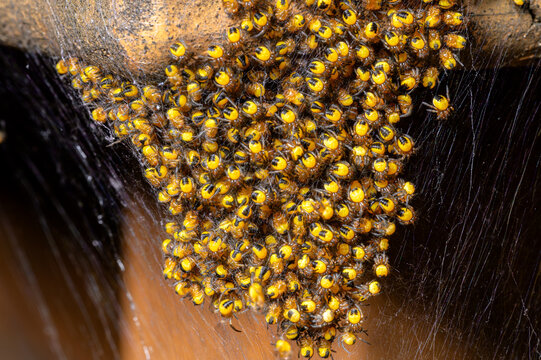 Cluster of hundreds of Araneus diadematus spiderlings also known as common garden spider or cross orbweaver in a web of thousands of strands of spider silk.