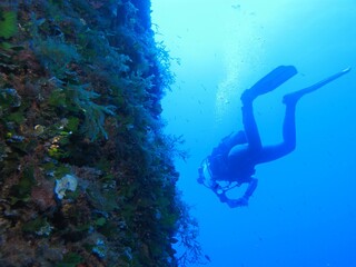 Scuba diver explore the deep blue sea and underwater wall with algae. Marine life and diver, photo...