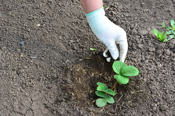 a person wearing a glove planting strawberry in the garden  