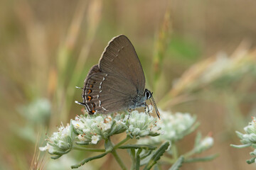 A specimen of Ilex Hairstreak butterfly (Satyrium ilicis) feeding on teucrium flowers in May 