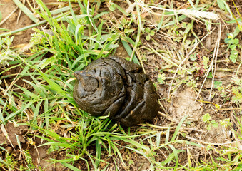 Sheep dung freshly dropped on the pasture