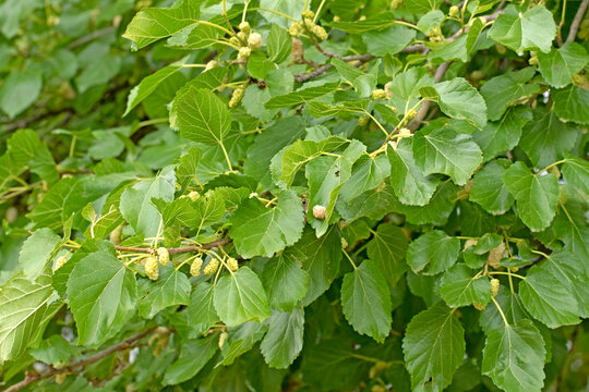 Wild white mulberry berries (Morus alba) in May