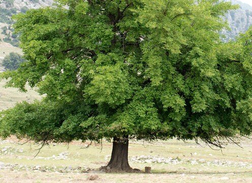 basal part of a white mulberry  (morus alba) tree in May
