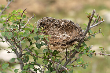 An abandoned tiny brid nest on top a bush