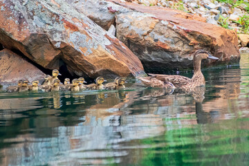 Mallard Hen Swimming Past Rocks with Her Ducklings