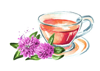 Herbal tea with fresh  Red pink field clover  flowers.  Hand drawn watercolor illustration isolated on white background