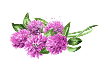 Red pink field clover plant, flowers and leaves,  Hand drawn watercolor illustration isolated on white background
