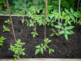 tomato plants in the garden, young first plants without tomatoes