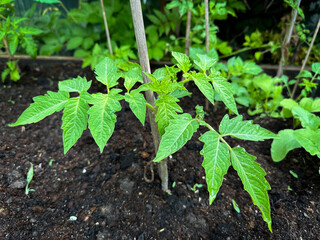 tomato plants in the garden, young first plants without tomatoes