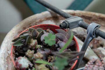 Micro Drip Irrigator The Perfect Solution for Balcony Plants